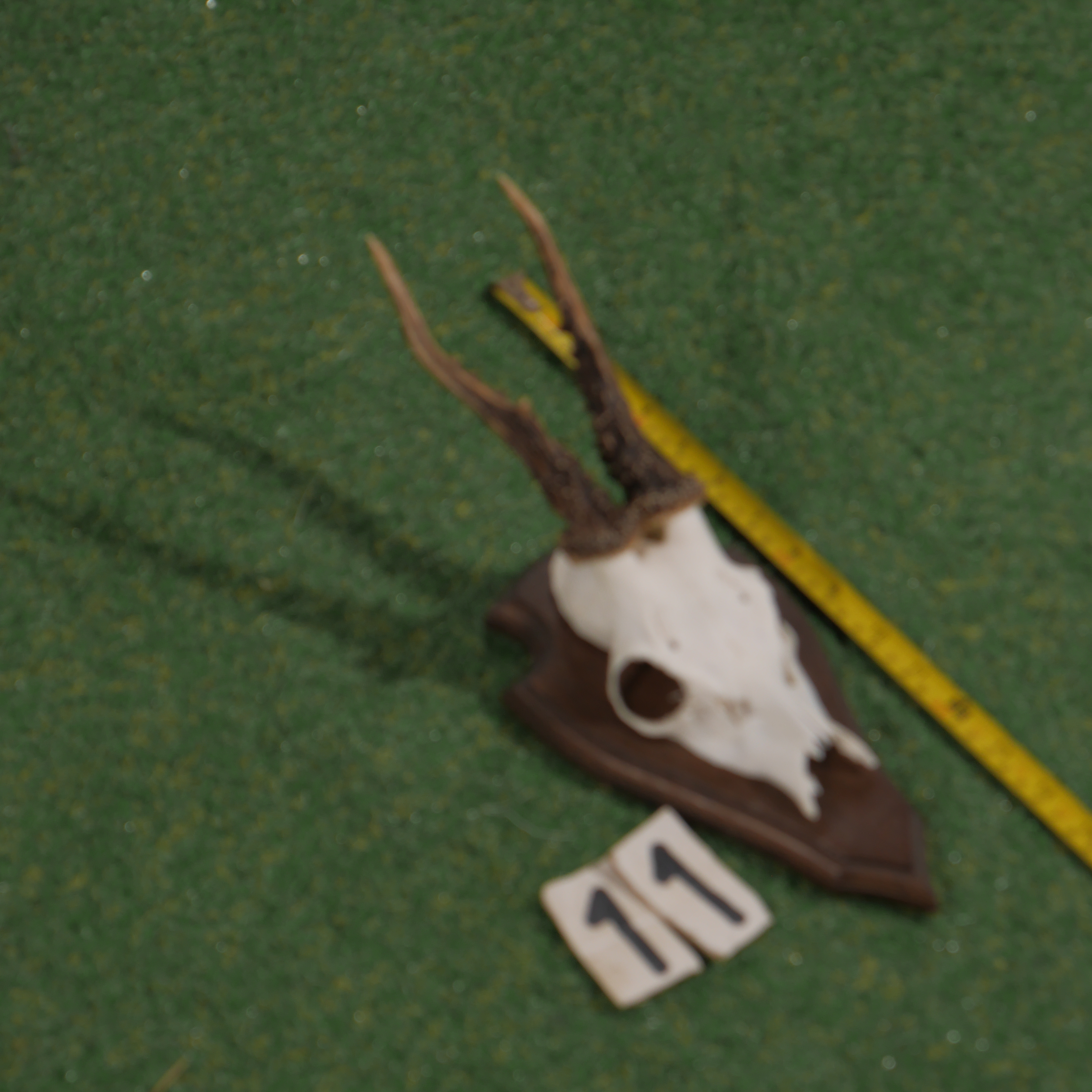 Reebokgewei op schild (38 cm)