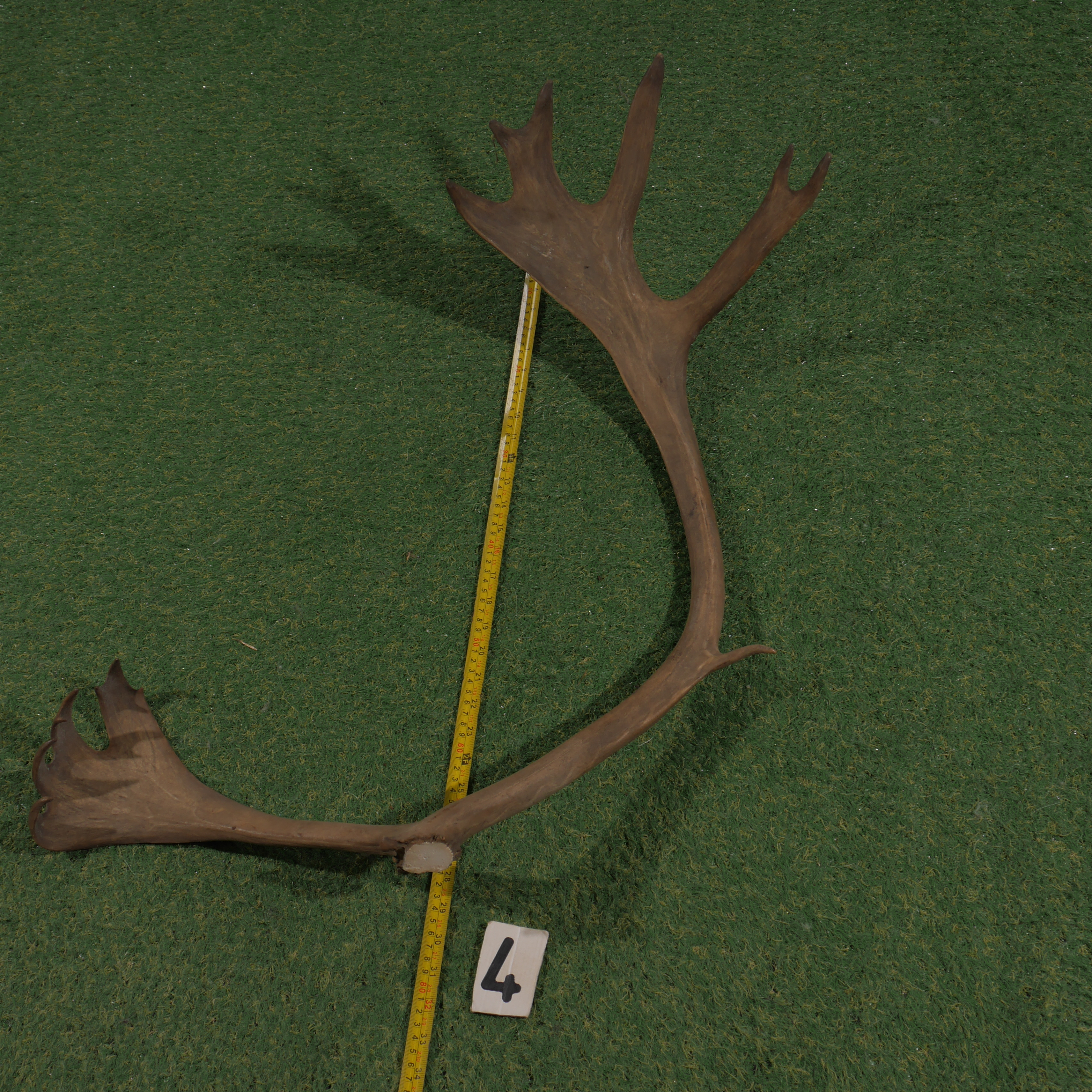 Reindeer antler (80 cm)