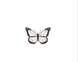 nachtvlinder