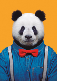 Zoo Portrait Panda