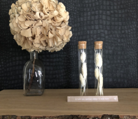 Wens in glas | Droogbloemen