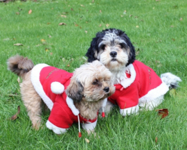 Christmas dog coat