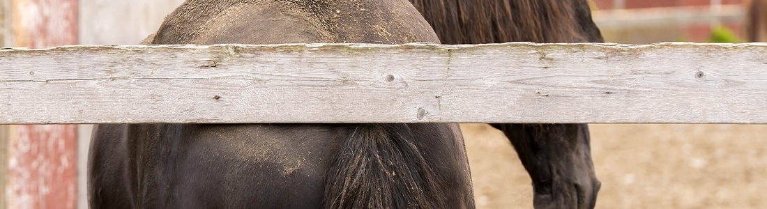 Eczeem Exceem Exzeem Schuren Staart Manen Staartschuren Paard Verzachtend Geen Jeuk