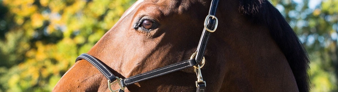 horse equipment store