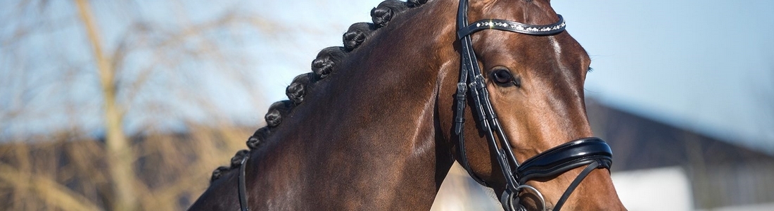 Hoofdstellen Hoofdstel Teugel Teugels Martingal Martingales Hulpteugel Hulpteugels Slof Dubbele Bijzetteugels Leder Mooi Stijl