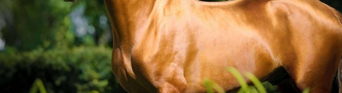 Huis Vacht Hoeven Gezond Paard Paarden Pony Supplementen Voedingsupplementen
