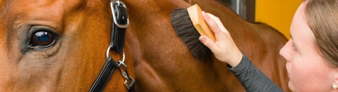 Soft Body Brushes Long Short Head Face Horse Brush