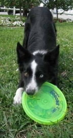 Eurodisc Dog Disc green