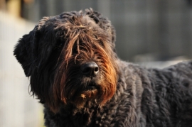 Natuurgeneeskundig consult hond in de praktijk