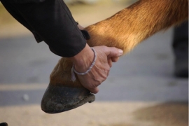 Osteopatisch consult paard excl. verplaatsingskosten