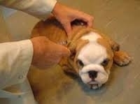 Vaccinatiebegeleiding hond