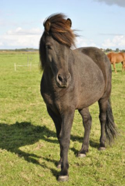 Voorjaarsopkikker paard