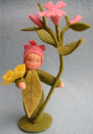Bloemenkind Dagkoekoeksbloem