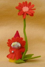 Goudsbloem kabouter