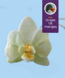 Orchideeën lichtjesslinger  excl. lampjes