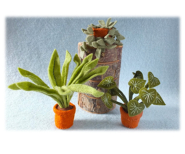 Poppenhuis 5: Drie kamerplanten