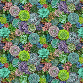 Small Succulents - 599MULTI