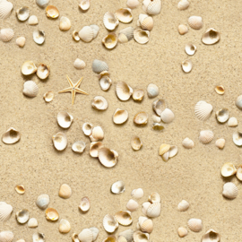 Landscape Cockle  Shells  Sand - 555SAND