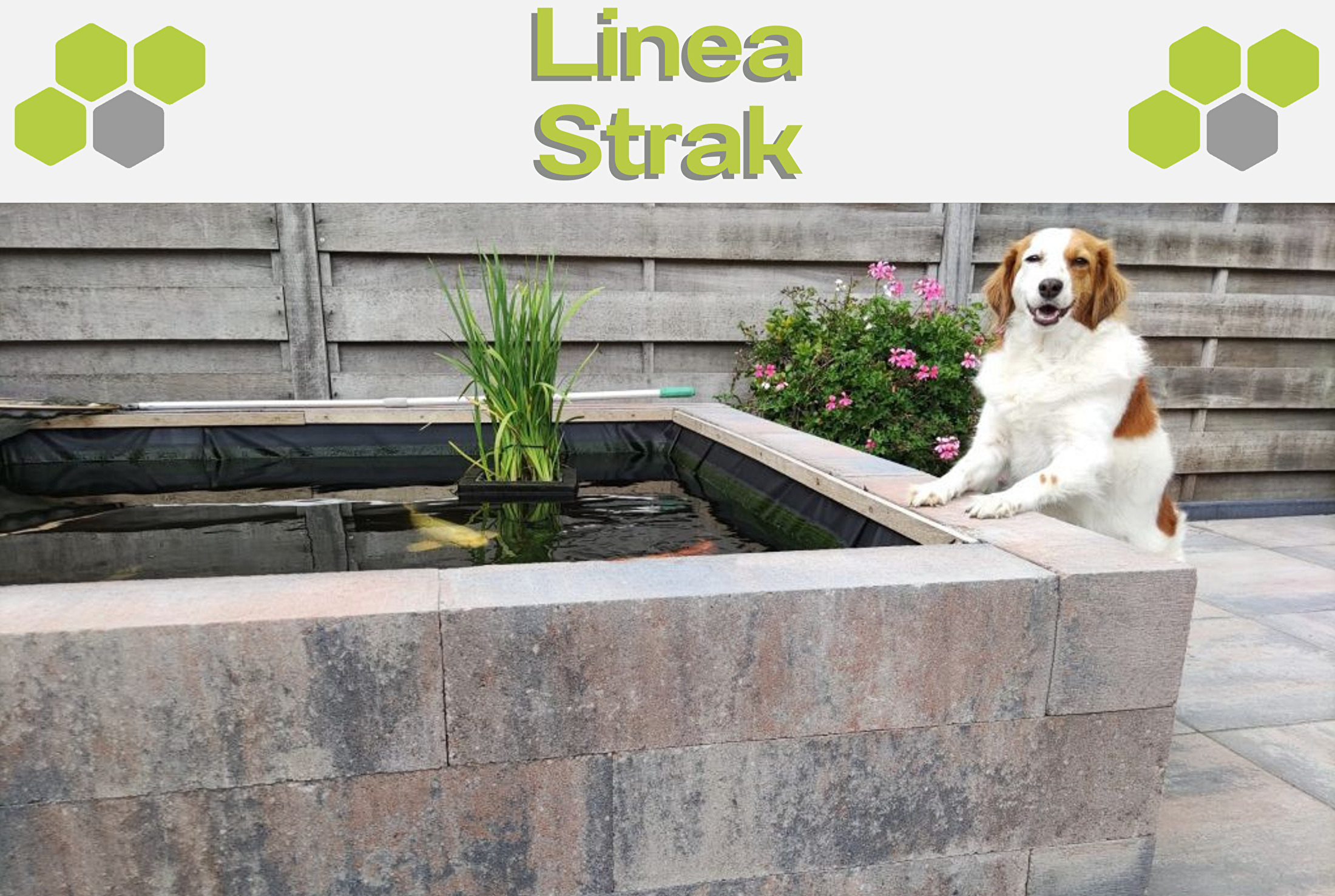 Linea Strak