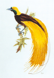 Greater Bird of Paradise