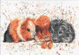 Drie Cavia's