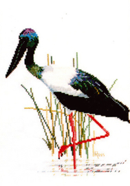 Jabiru