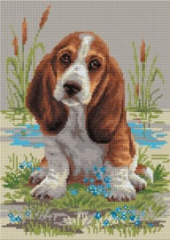 Basset Hound Puppy