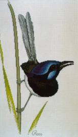 Fairy Wren