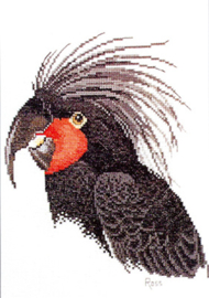 Palm Cockatoo