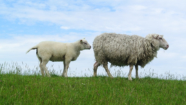 Nederlandse Schapenwol (ongeverfd+geverfd)