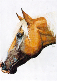 Palomino