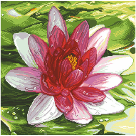 Waterlily