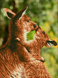 Kussende Kangaroes