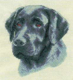 Zwarte Labrador