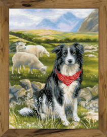 Border Collie