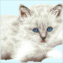 Witte Kat