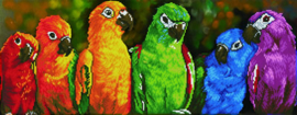 Regenboog Papegaaien