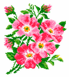 Dog Rose