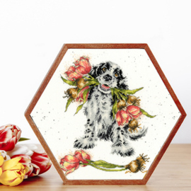 Cocker Spaniel met  tulpen