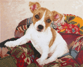 Jack Russell Pup