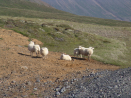 Lettlopi - oatmeal heather / haframjöl heather