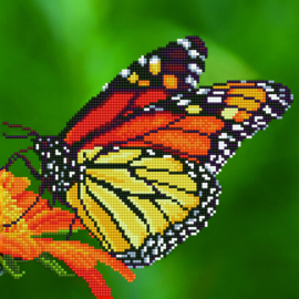 Monarch Vlinder