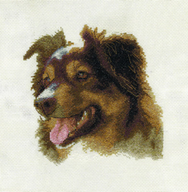 English Shepherd