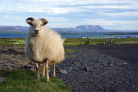 Lettlopi - black sheep heather / svört sauðfé heill