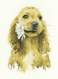 Cocker Spaniel