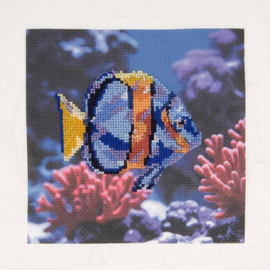 De Vis - DMC