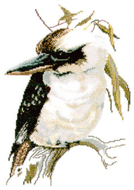 Kookaburra