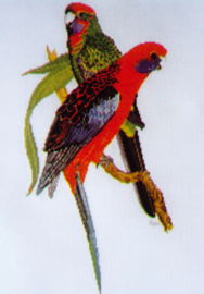 Crimson Rosella