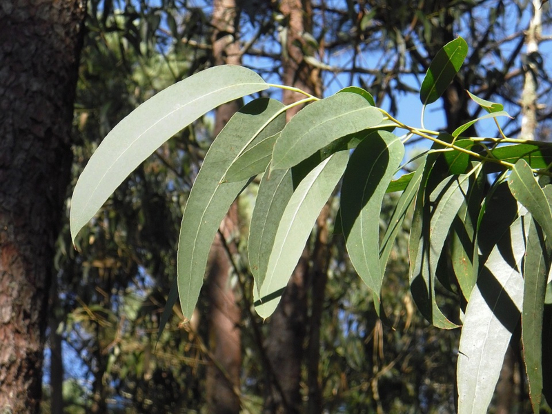 Eucalyptusblad