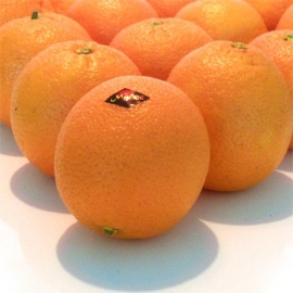 Perssinaasappel per 20 stuks